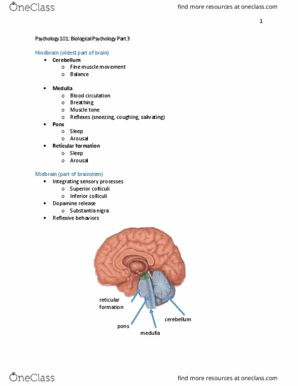 PSYC 101 Lecture Notes - Lecture 14: Limbic System, Learning, Amygdala thumbnail