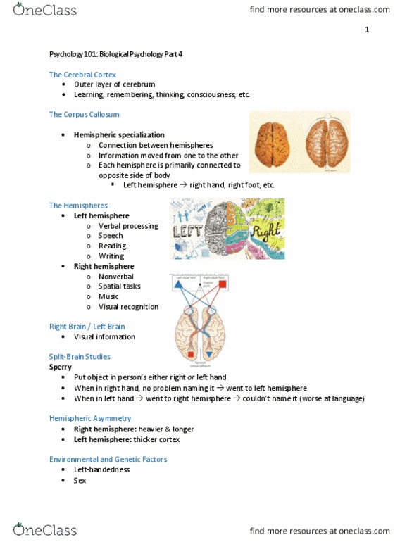 PSYC 101 Lecture Notes - Lecture 15: Lateralization Of Brain Function, Hypothalamus, Auditory Cortex thumbnail