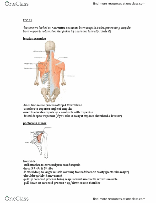 KINE 2031 Lecture Notes - Lecture 11: Bicipital Aponeurosis, Radial Tuberosity, Triceps Brachii Muscle thumbnail