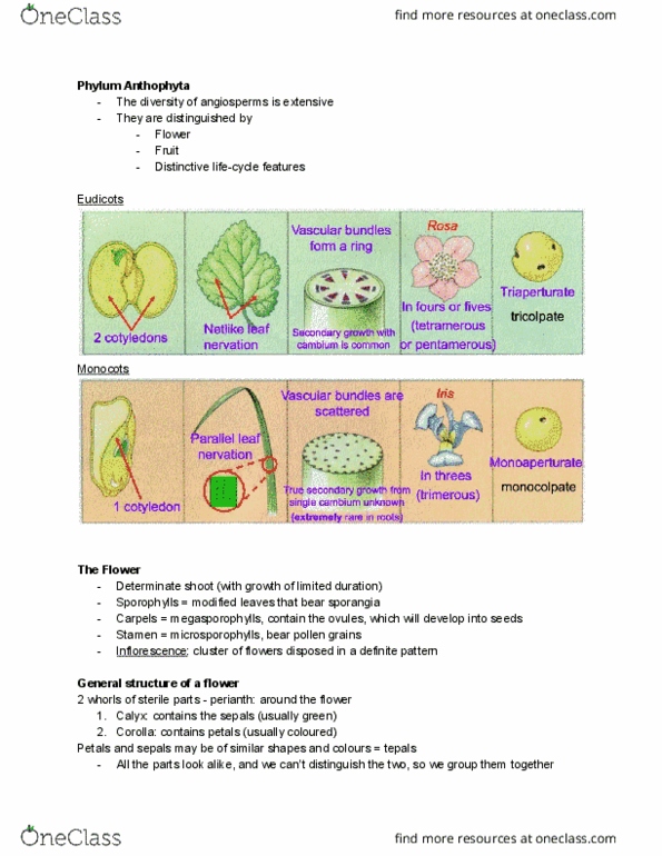 BIO 2137 Lecture Notes - Lecture 11: Inflorescence, Stamen, Tepal thumbnail