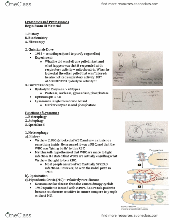 BIOL 311 Lecture Notes - Lecture 11: I-Cell Disease, Hexa, Alglucosidase Alfa thumbnail