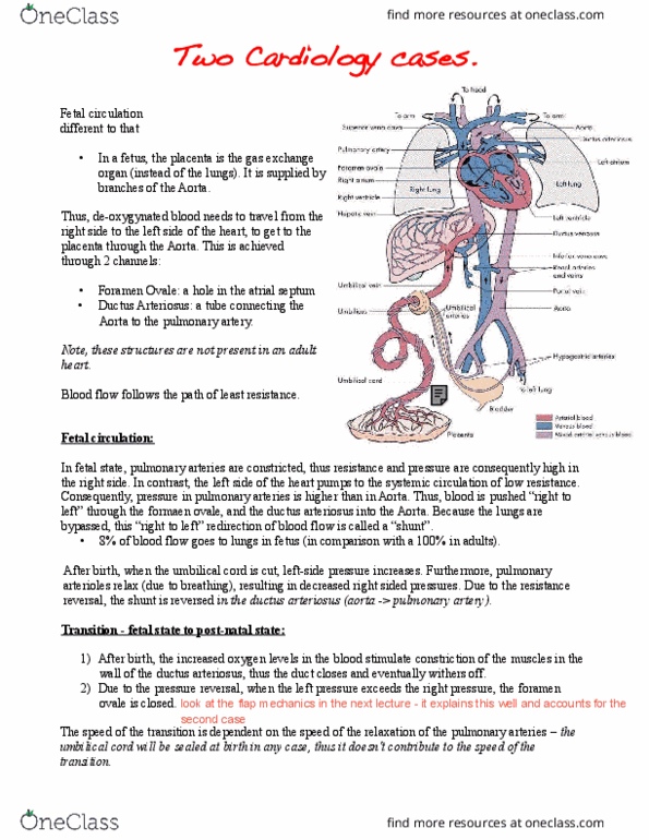 HTHSCI 2FF3 Lecture Notes - Lecture 2: Indometacin, Ductus Venosus, Brachiocephalic Artery thumbnail