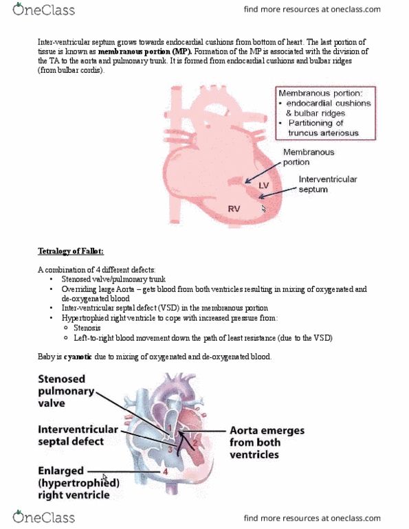 HTHSCI 2FF3 Lecture Notes - Lecture 1: Apoptosis, Stenosis, Endocardial Cushions thumbnail