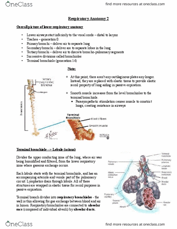 HTHSCI 2FF3 Lecture Notes - Lecture 8: Superior Vena Cava, Thoracic Wall, Epiglottis thumbnail