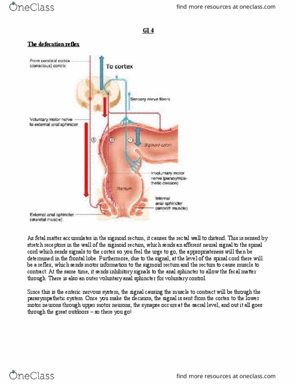 HTHSCI 2FF3 Lecture Notes - Lecture 6: Lacteal, Ferritin, Ascites thumbnail