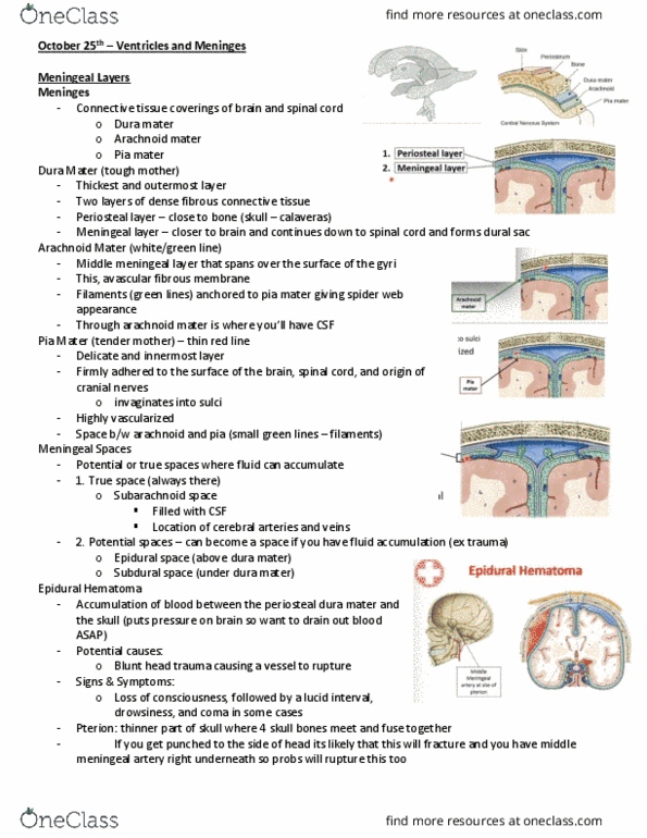 Anatomy and Cell Biology 3319 Lecture Notes - Lecture 20: Ependyma, Occipital Lobe, Neural Tube thumbnail