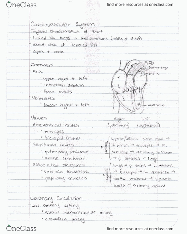 APPH 1040 Lecture Notes - Lecture 13: Common Carotid Artery, Heart Failure, Korotkoff Sounds thumbnail