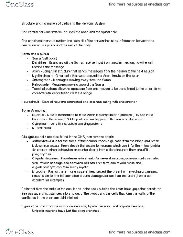 01:830:313 Lecture Notes - Lecture 2: Electric Charge, Withdrawal Reflex, Membrane Potential thumbnail