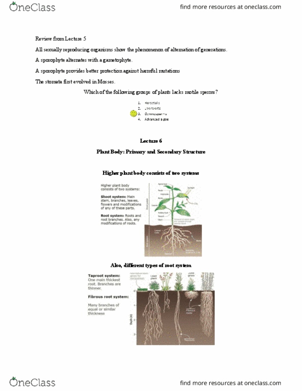 BIOL 111 Lecture Notes - Lecture 6: Monocotyledon, Meristem, Phyllotaxis thumbnail