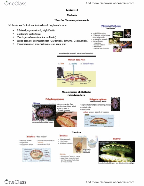 BIOL 111 Lecture Notes - Lecture 13: Membrane Potential, Resting Potential, Cephalopod thumbnail