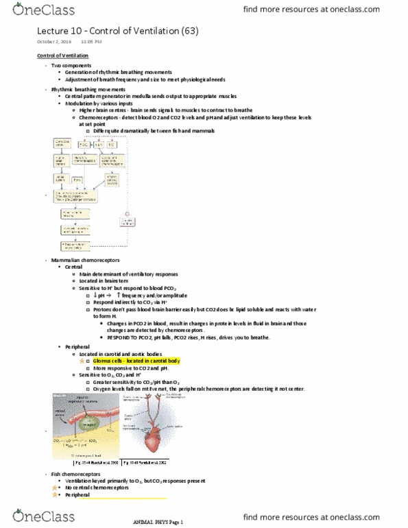 BIO 3302 Lecture Notes - Lecture 10: Anaerobic Respiration, Hemoglobin, Perfusion thumbnail