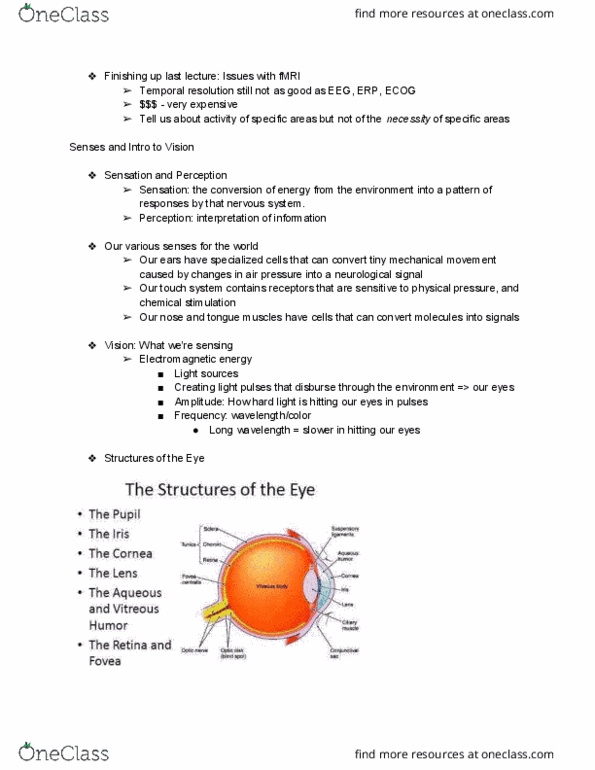 PSYCH 1 Lecture Notes - Lecture 3: Cornea, Vitreous Body, Color Vision thumbnail