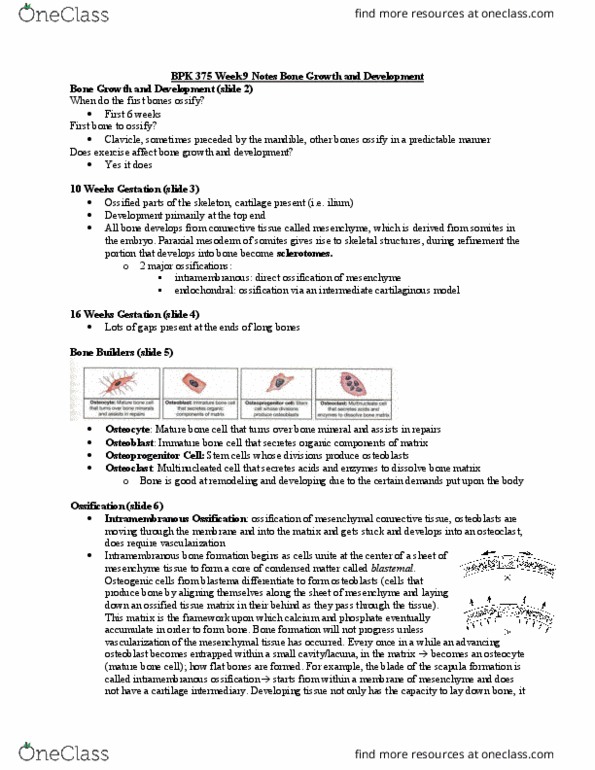 BPK 375 Lecture Notes - Lecture 9: Intramembranous Ossification, Endochondral Ossification, Ossification Center thumbnail