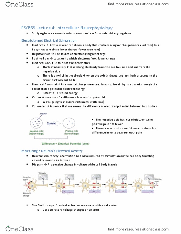 PSYB65H3 Lecture Notes - Lecture 4: Schwann Cell, Resting Potential, Myelin thumbnail