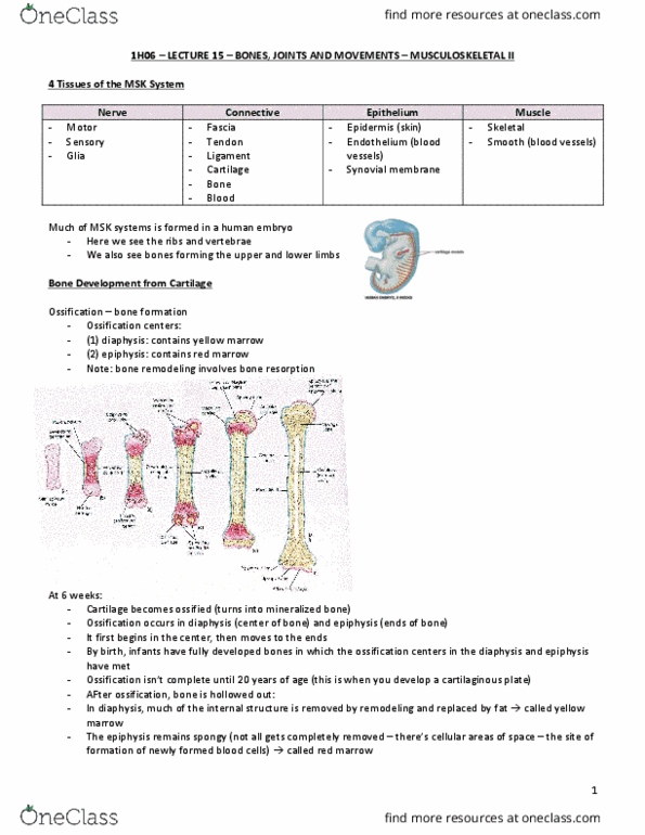 HTHSCI 1H06 Lecture Notes - Lecture 15: Popliteal Fossa, Haematopoiesis, Fibrocartilage Callus thumbnail