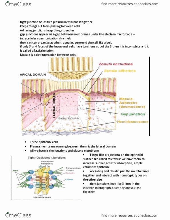 Anatomy and Cell Biology 3309 Lecture Notes - Lecture 3: Microfilament, Keratinocyte, Integrin thumbnail