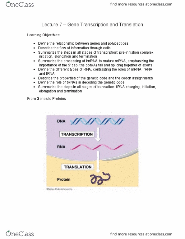 HSS 2305 Lecture Notes - Lecture 7: Peptidyl Transferase, Uridine, Transcription Factor Ii H thumbnail