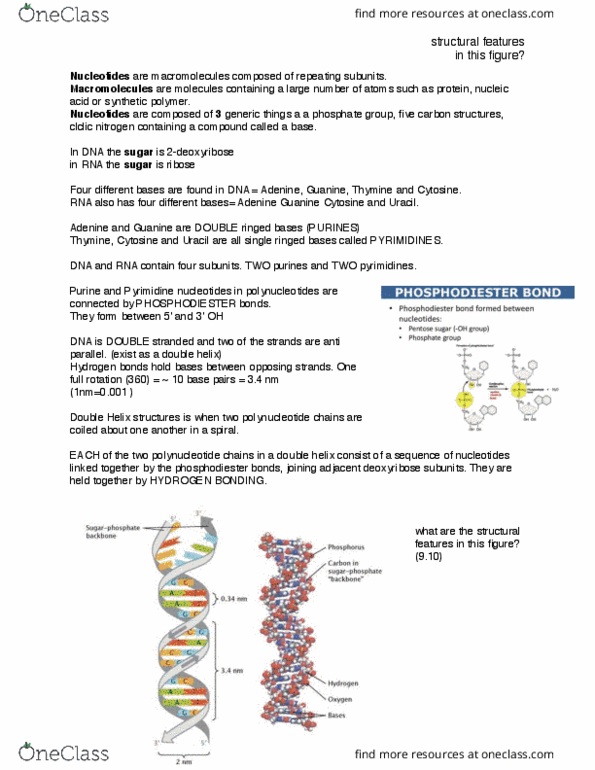 BIOL 1090 Lecture Notes - Lecture 1: Autoimmune Disease, Chromosome, Chemical Polarity thumbnail