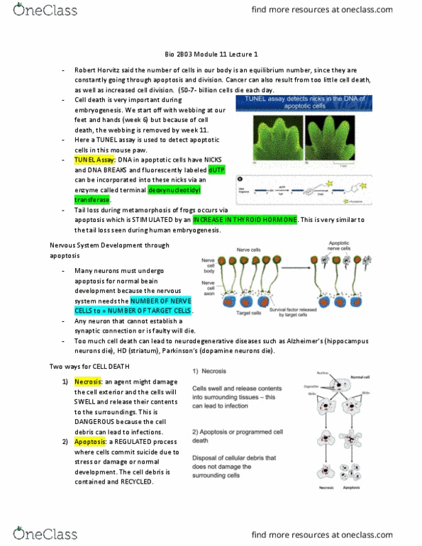 BIOLOGY 2B03 Lecture Notes - Lecture 24: Gene Knockout, Chromatin, Nuclear Membrane thumbnail