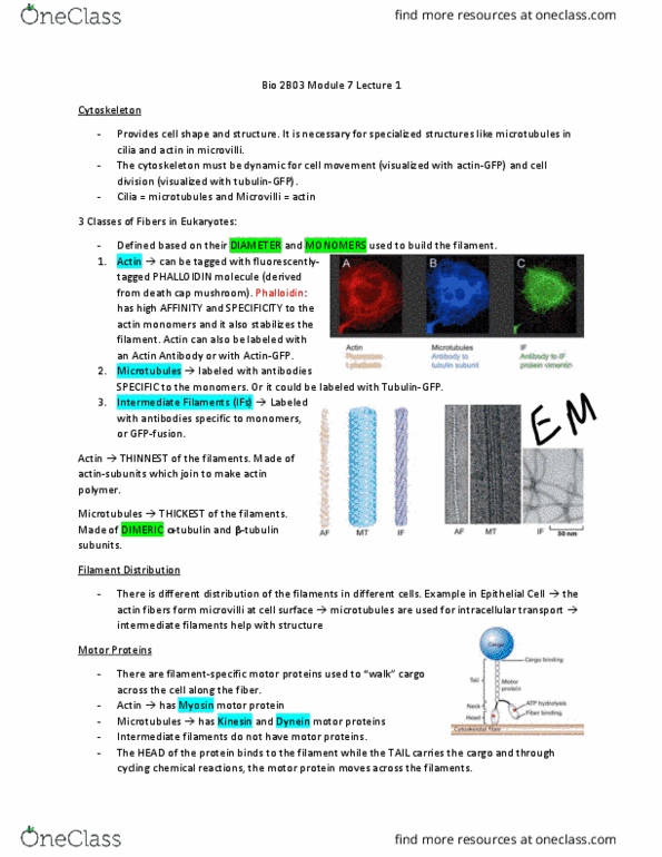 BIOLOGY 2B03 Lecture Notes - Lecture 16: Immunoglobulin Light Chain, Cytokinesis, Filopodia thumbnail
