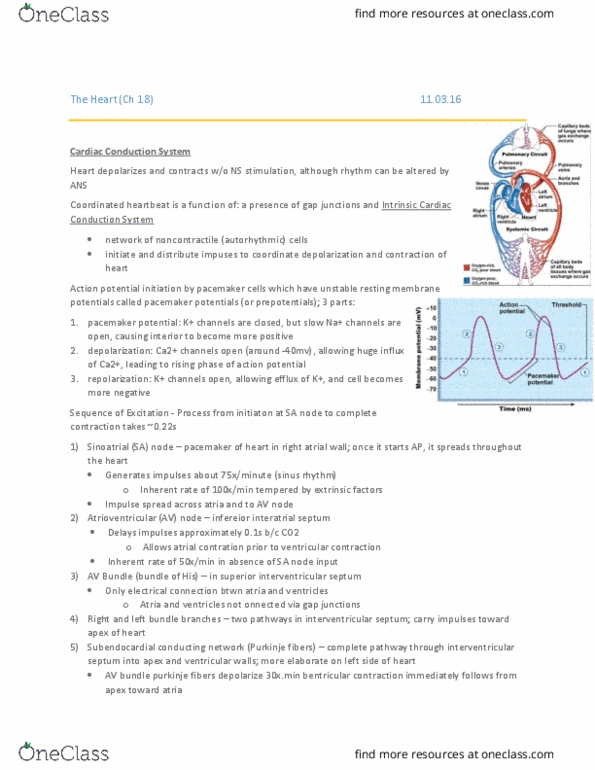 ANP 1105 Lecture Notes - Lecture 14: Mitral Valve, Stroke Volume, Cardiac Output thumbnail