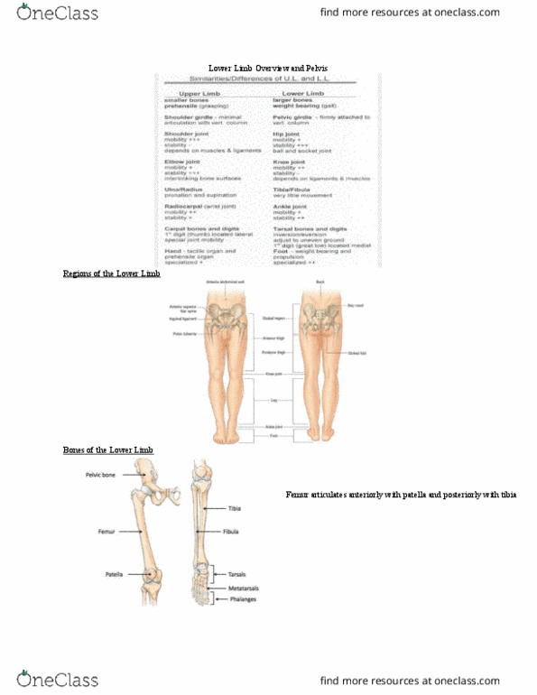 Anatomy and Cell Biology 2221 Lecture Notes - Lecture 1: Gluteal Muscles, Inguinal Ligament, Patella thumbnail