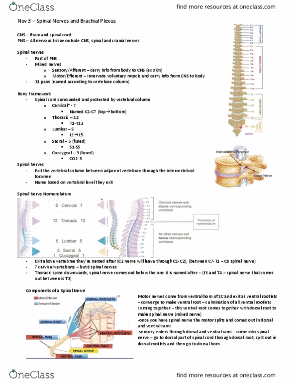 Anatomy and Cell Biology 3319 Lecture Notes - Lecture 21: Anterior Grey Column, Posterior Grey Column, Intervertebral Foramina thumbnail
