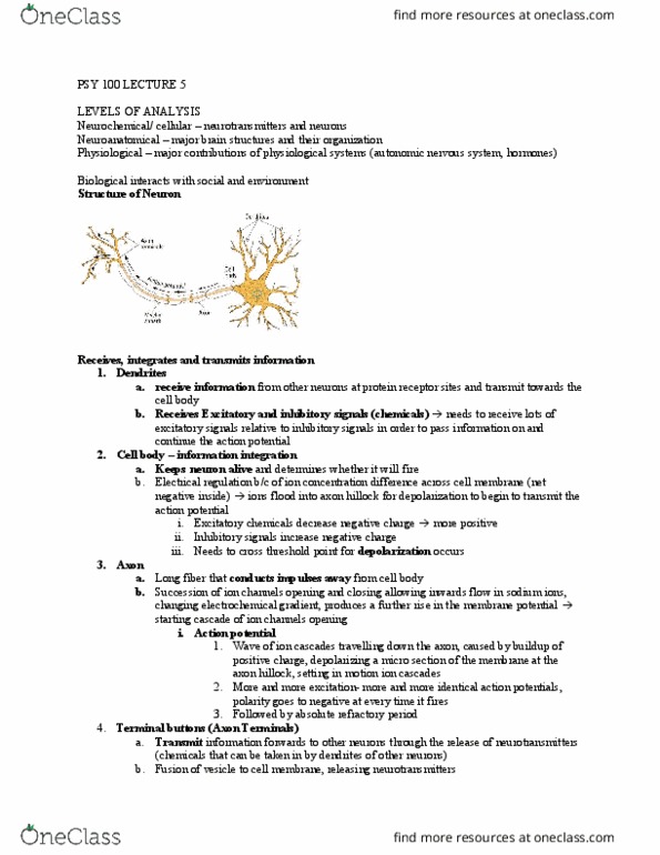 PSY100H1 Lecture Notes - Lecture 5: Axon Hillock, Membrane Potential, Psy thumbnail