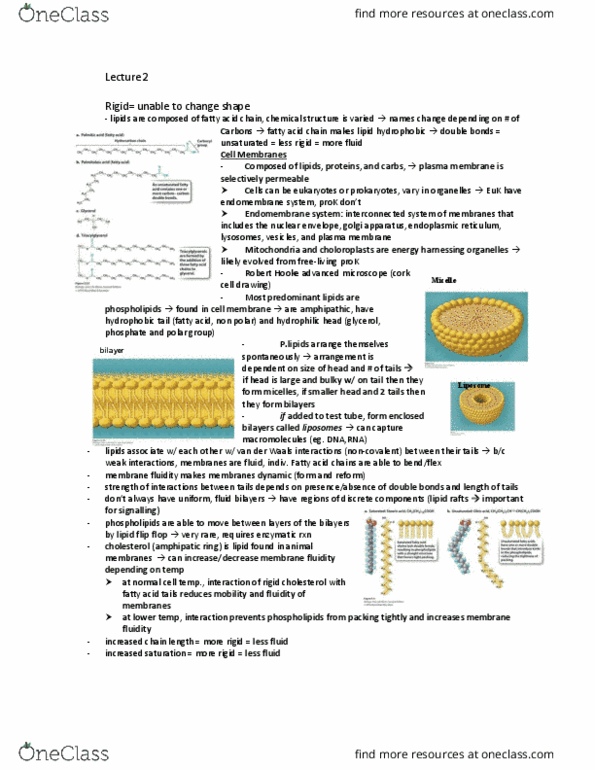BIOA01H3 Lecture Notes - Lecture 2: Cell Wall, Vacuole, Liposome thumbnail