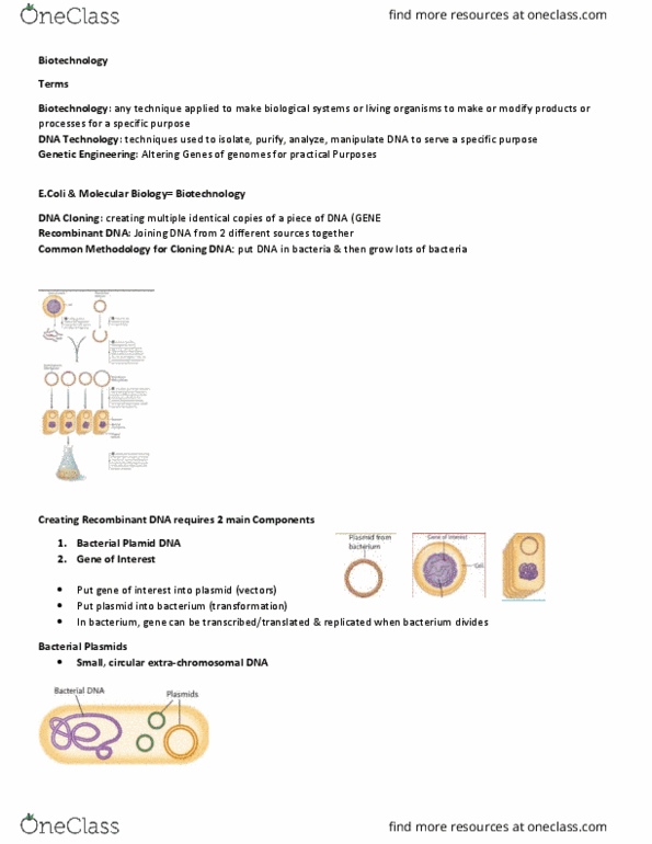 BIOL 1000 Lecture Notes - Lecture 22: Extrachromosomal Dna, Recombinant Dna, Plasmid thumbnail