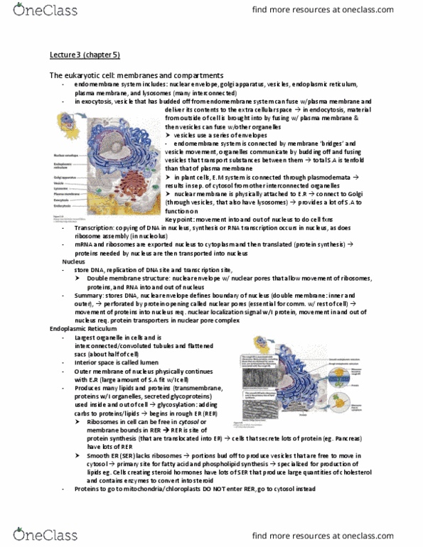 BIOA01H3 Lecture Notes - Lecture 3: Nuclear Pore, Nuclear Membrane, Endomembrane System thumbnail