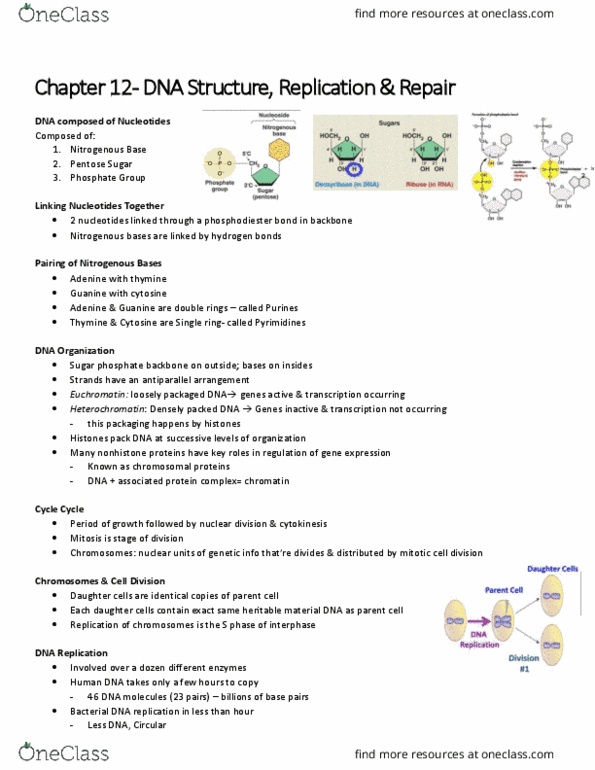 BIOL 1000 Lecture Notes - Lecture 21: Phosphodiester Bond, Heterochromatin, Guanine thumbnail