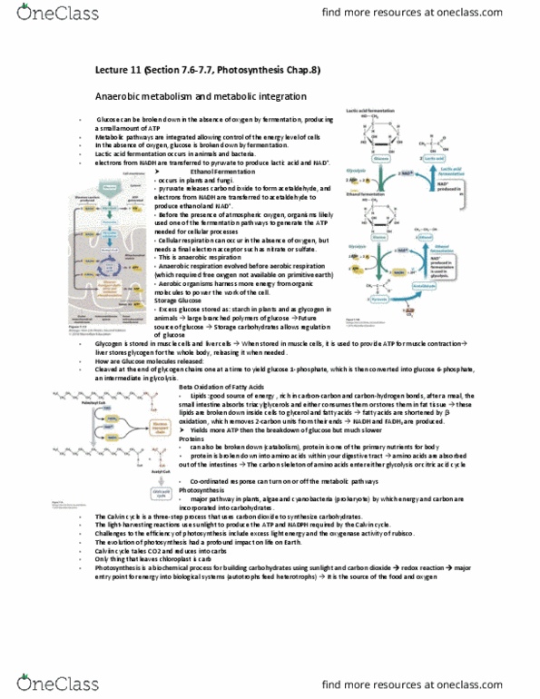 BIOA01H3 Lecture Notes - Lecture 11: Itta Of Metz, Photosynthesis, Photosynthetic Reaction Centre thumbnail