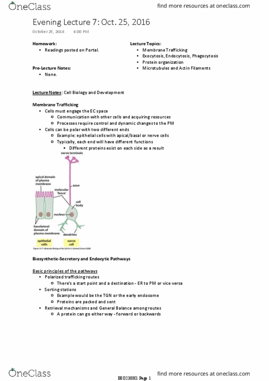 BIO230H1 Lecture Notes - Lecture 7: Melanosome, Dynamin, Neutrophil thumbnail