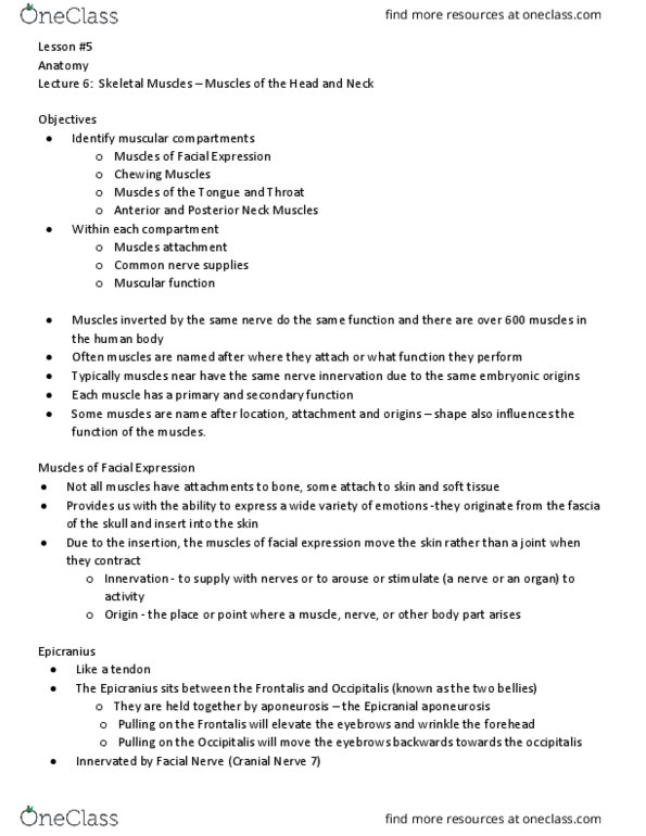 Health Sciences 2300A/B Chapter Notes - Chapter 8: Orbicularis Oris Muscle, Infraorbital Foramen, Cranial Nerves thumbnail