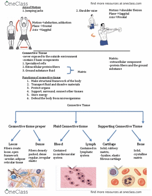 HLSC 2F95 Lecture Notes - Lecture 2: Frontal Bone, Adipocyte, Connective Tissue thumbnail