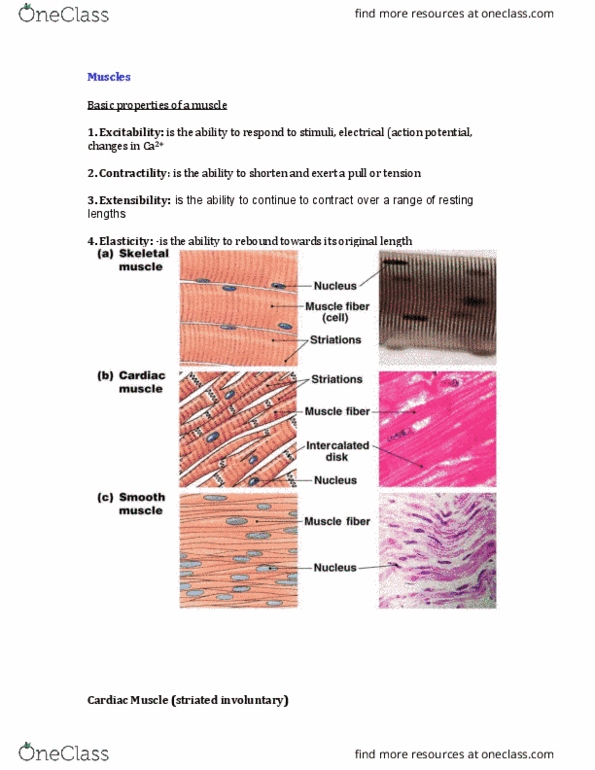 HLSC 2F95 Lecture Notes - Lecture 3: Skeletal Muscle, Acetylcholine, Titin thumbnail