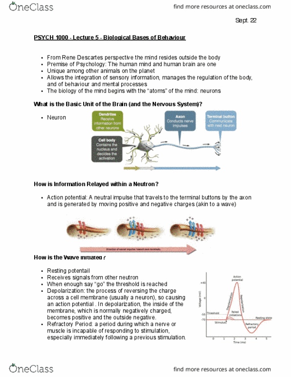 PSYC 1000 Lecture Notes - Lecture 5: Axon Terminal, Central Nervous System, Peripheral Nervous System thumbnail