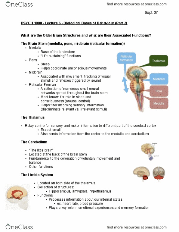 PSYC 1000 Lecture Notes - Lecture 6: Reticular Formation, Motor Cortex, Limbic System thumbnail