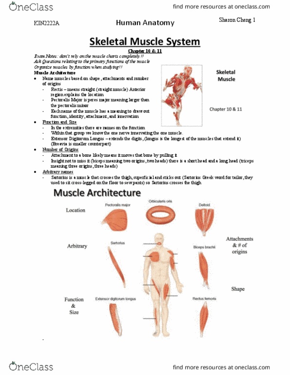 Kinesiology 2222A/B Lecture 12: Skeletal Muscle System_Neck Muscles thumbnail