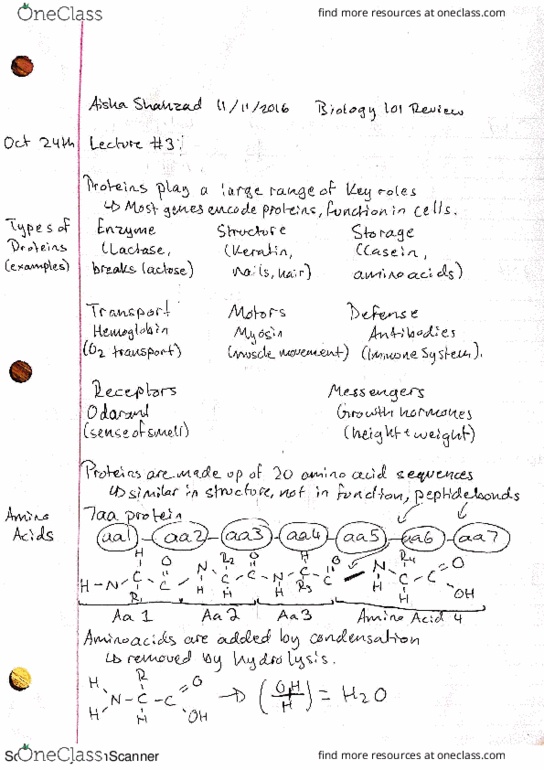 BIOL 101 Lecture Notes - Lecture 3: Case Construction Equipment, Lactase, Hemoglobin thumbnail