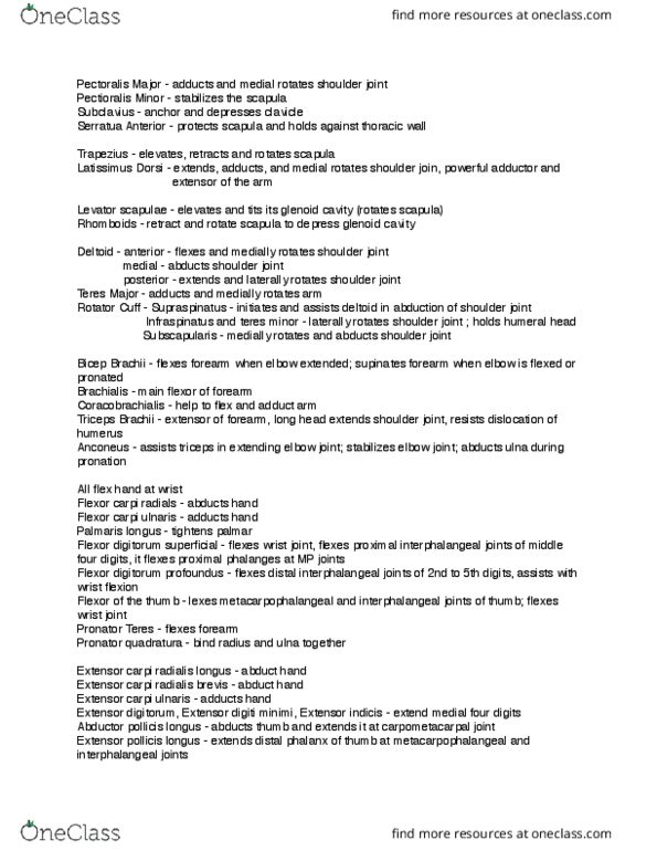 APA 1313 Lecture Notes - Lecture 8: Levator Scapulae Muscle, Pronator Teres Muscle, Shoulder Joint thumbnail