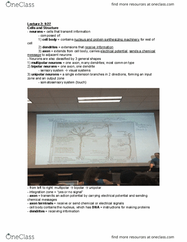 PSC 101 Lecture Notes - Lecture 2: Microglia, Myelin, Autonomic Nervous System thumbnail