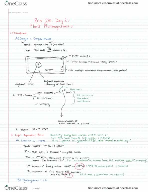 BIOL 23100 Lecture Notes - Lecture 21: Ribose, Chloroplast, Starch thumbnail