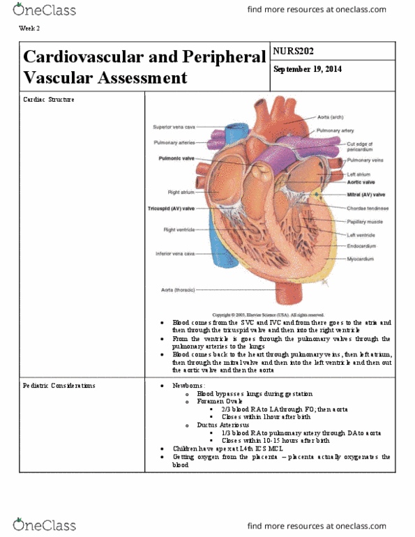 NURS 202 Lecture Notes - Lecture 2: Cardiac Muscle, Anomie Belle, Dorsalis Pedis Artery thumbnail