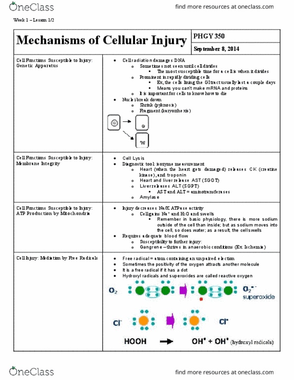 PHGY 350 Lecture Notes - Lecture 1: Granulation Tissue, Warfarin, Xanthine thumbnail