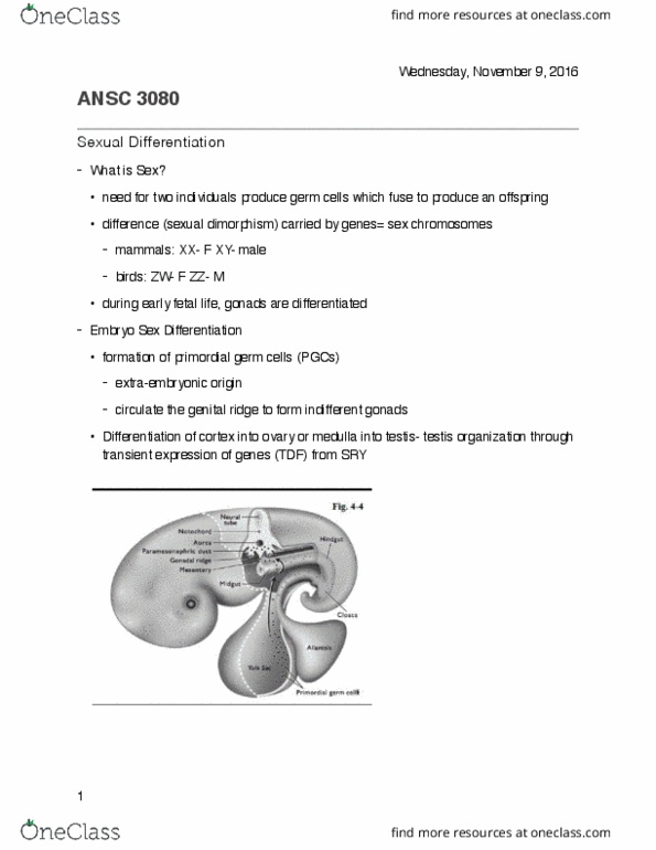 ANSC 3080 Lecture Notes - Lecture 18: Seminiferous Tubule, Rete Testis, Body Cavity thumbnail