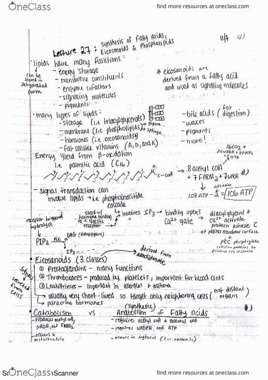 BIOCHEM 501 Lecture Notes - Lecture 27: Anabolism, Surra, Palmi thumbnail