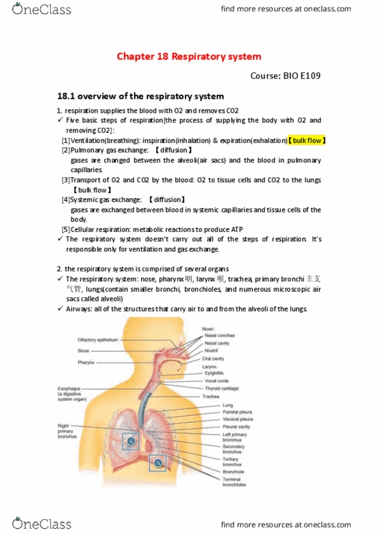 BIO SCI E109 Chapter Notes - Chapter 18: Exhalation, Cellular Respiration, Bronchiole thumbnail