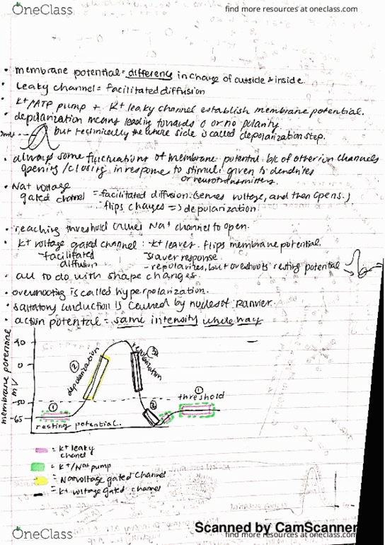 BIOL 21 Lecture Notes - Lecture 27: Active Transport thumbnail